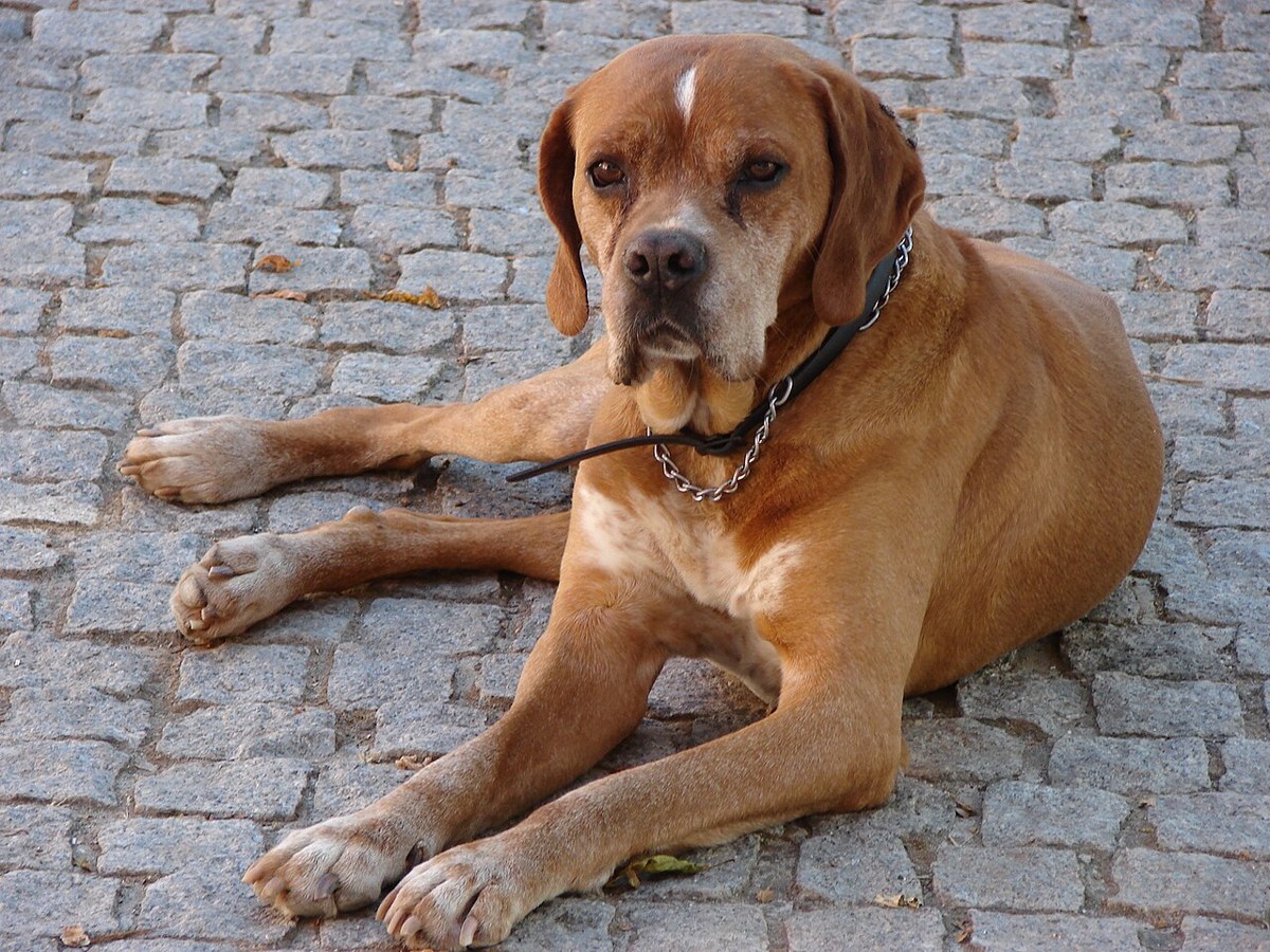 Portuguese Pointer