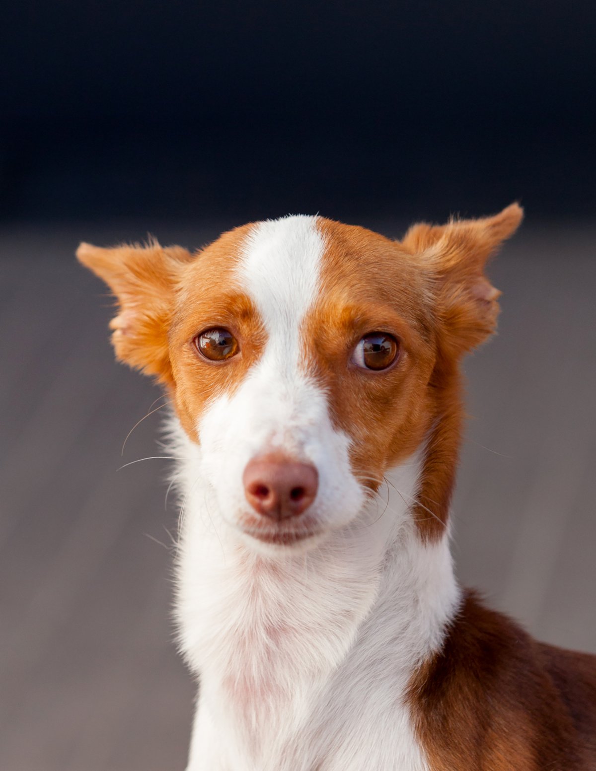 Portuguese Podengo