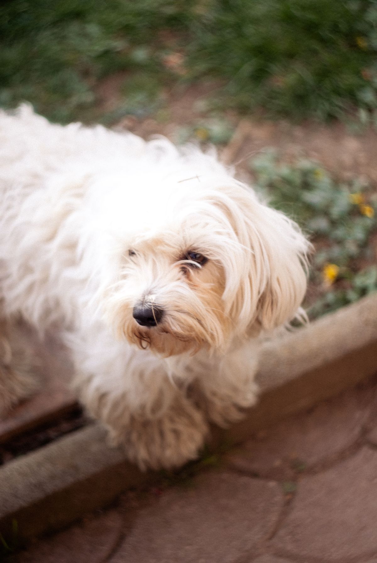Maltese