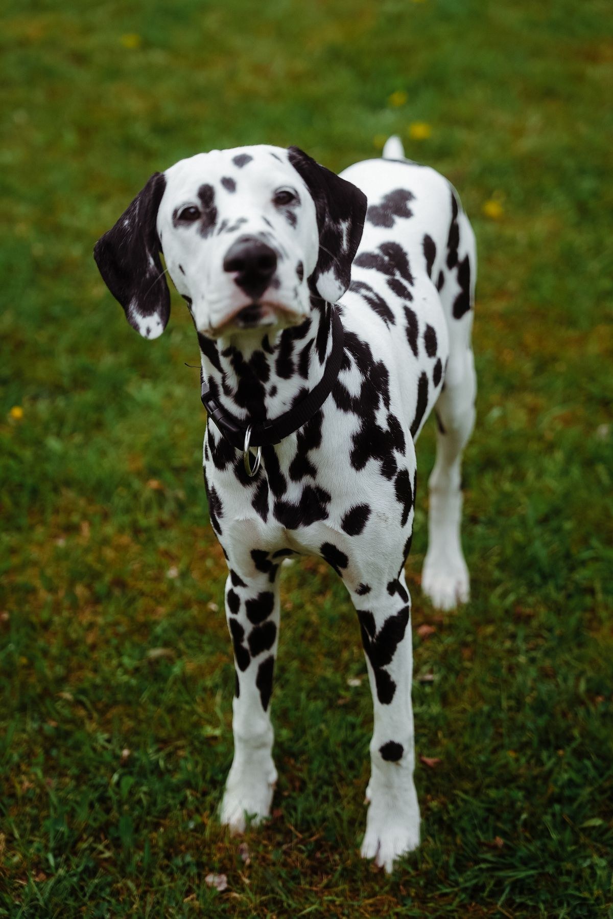 Dalmatian