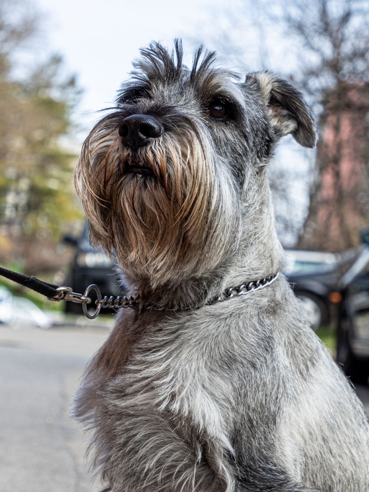 Miniature Schnauzer