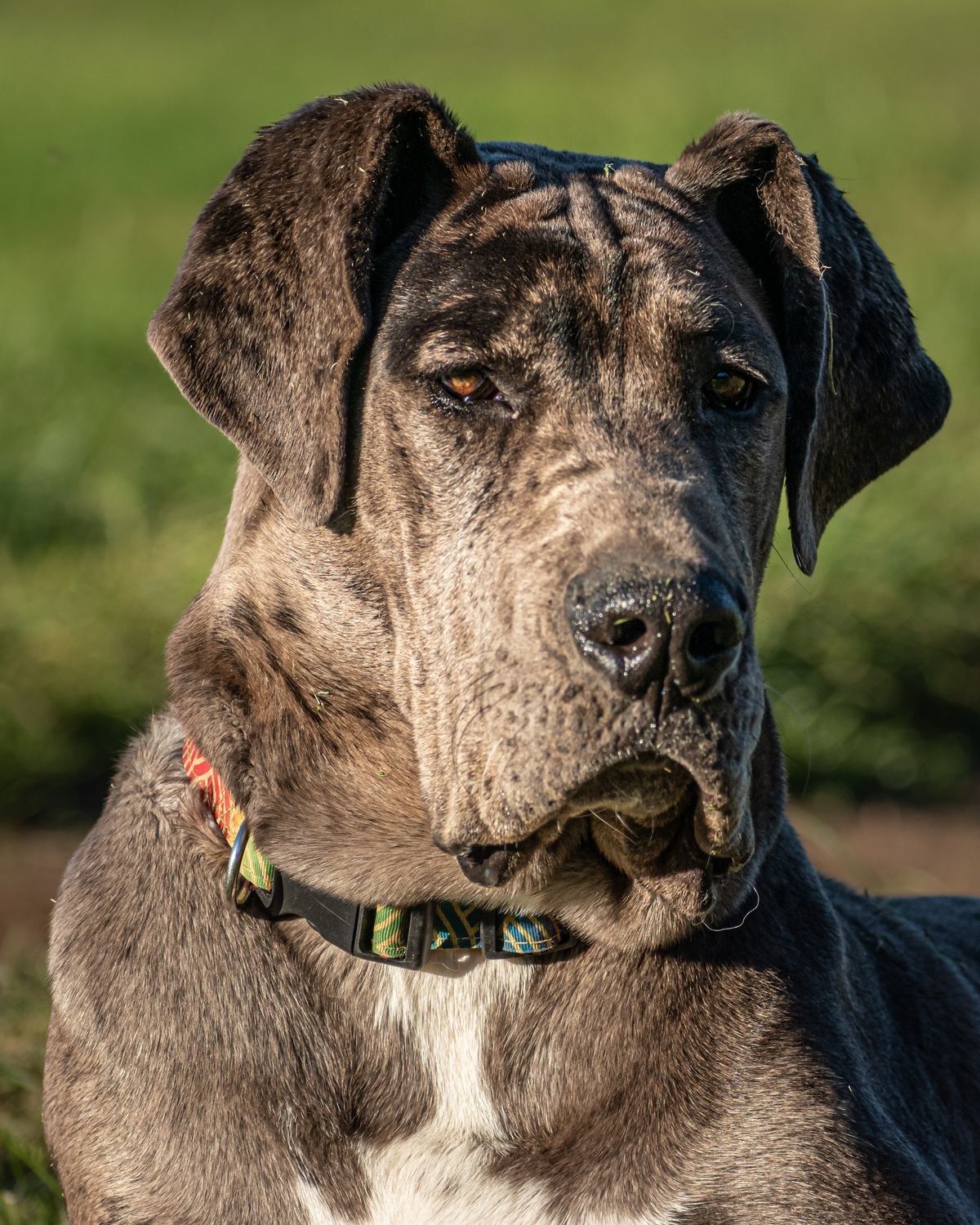 Great Dane