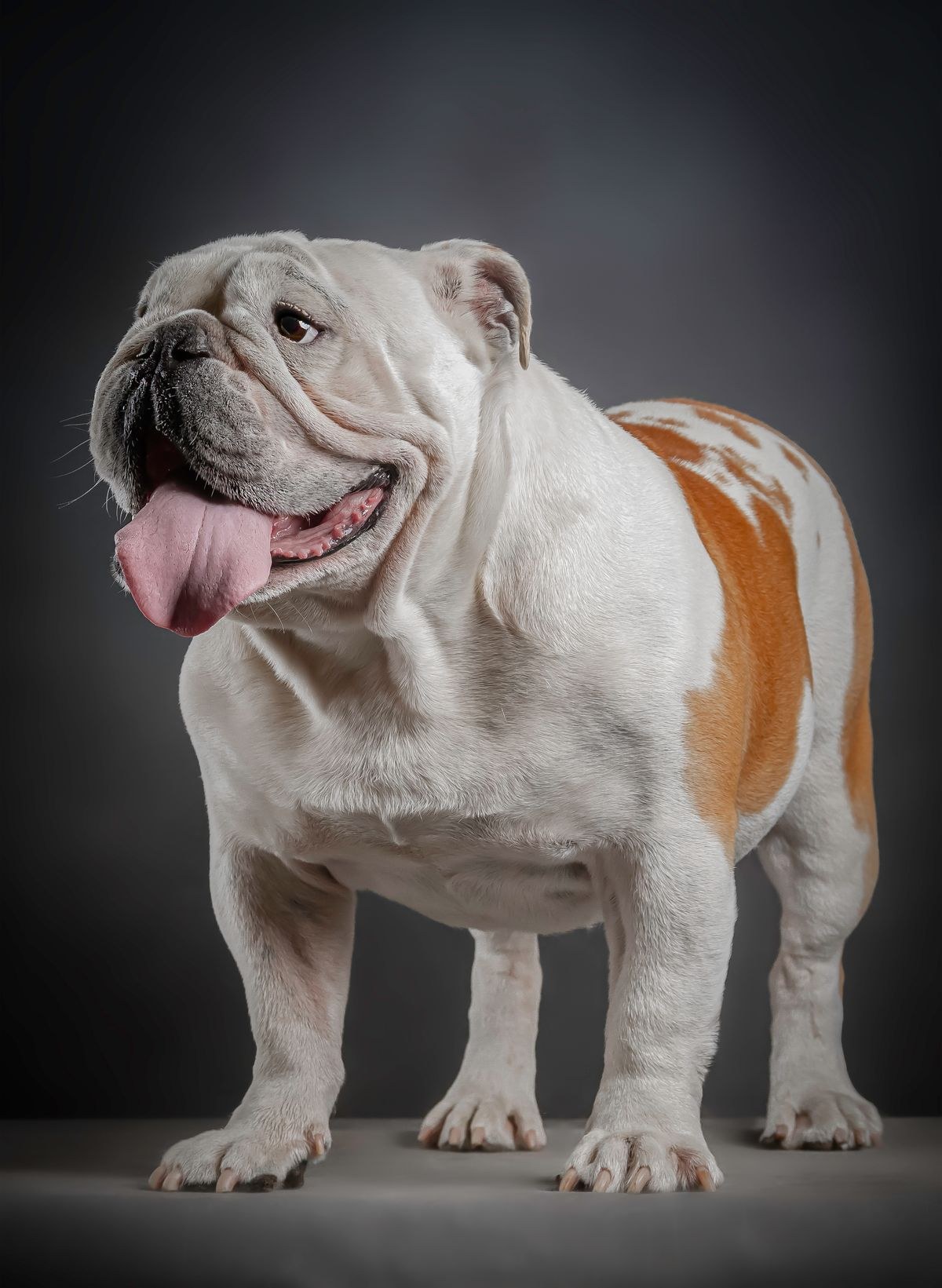 Bulldog