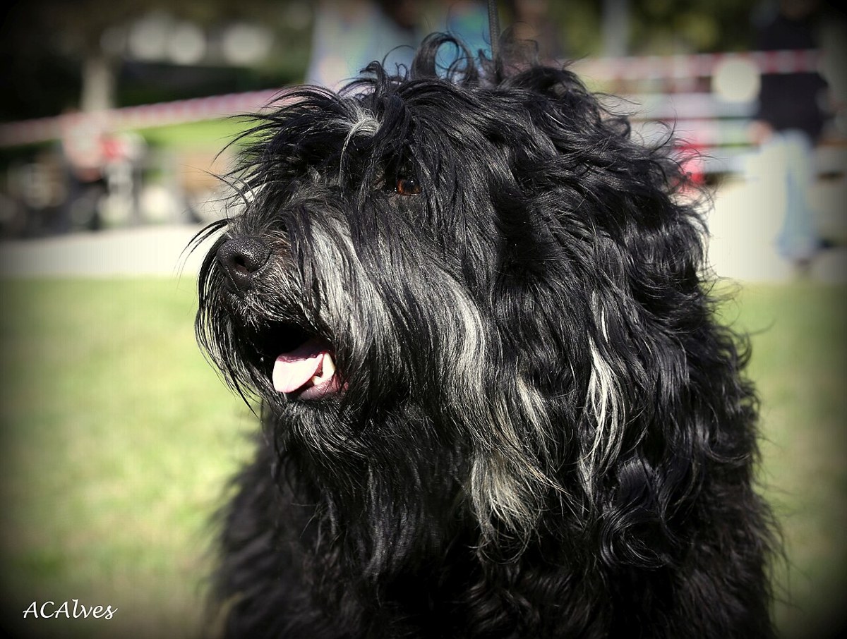 Portuguese Sheepdog