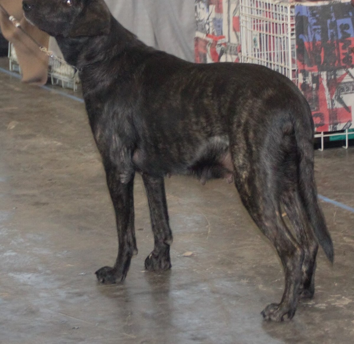 Castro Laboreiro Dog
