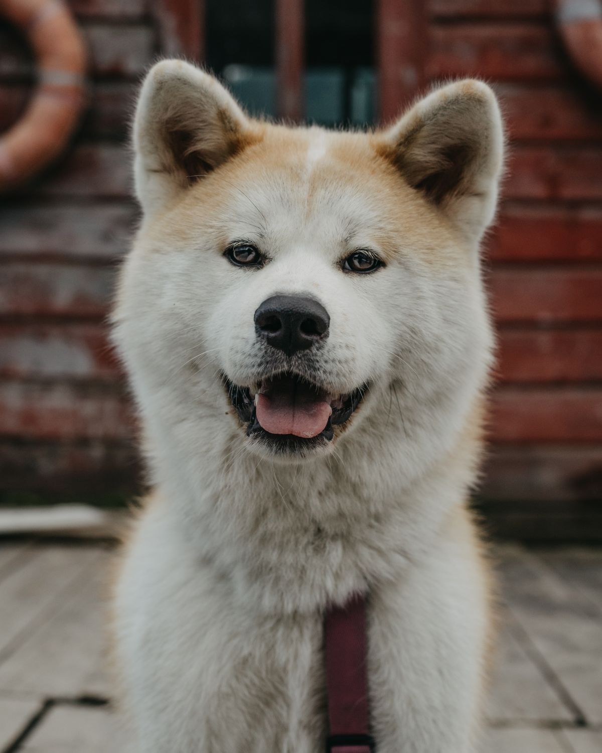 Akita