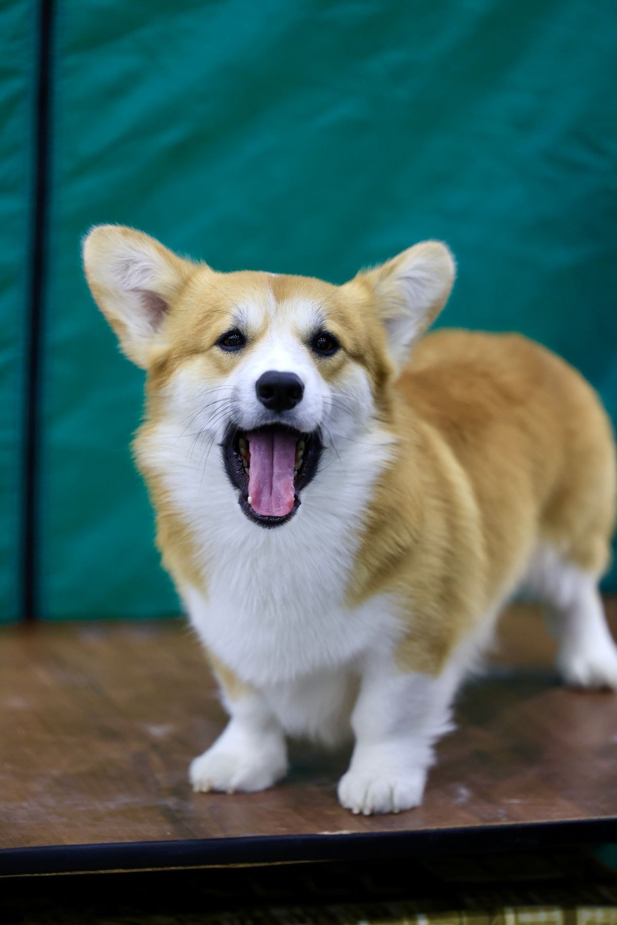 Pembroke Welsh Corgi