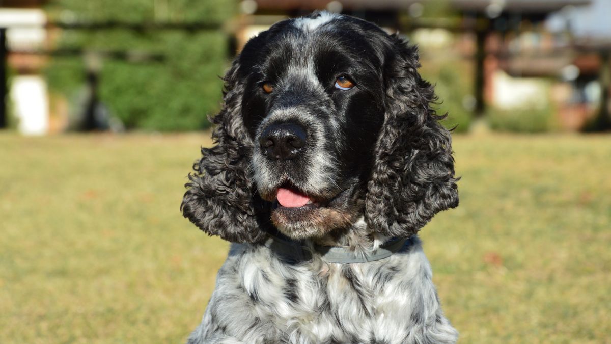 Cocker Spaniel