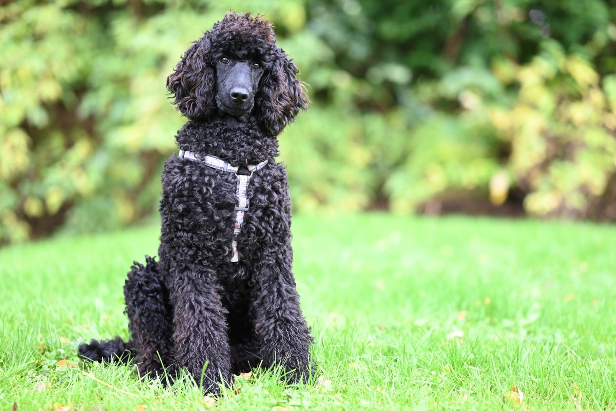Poodle