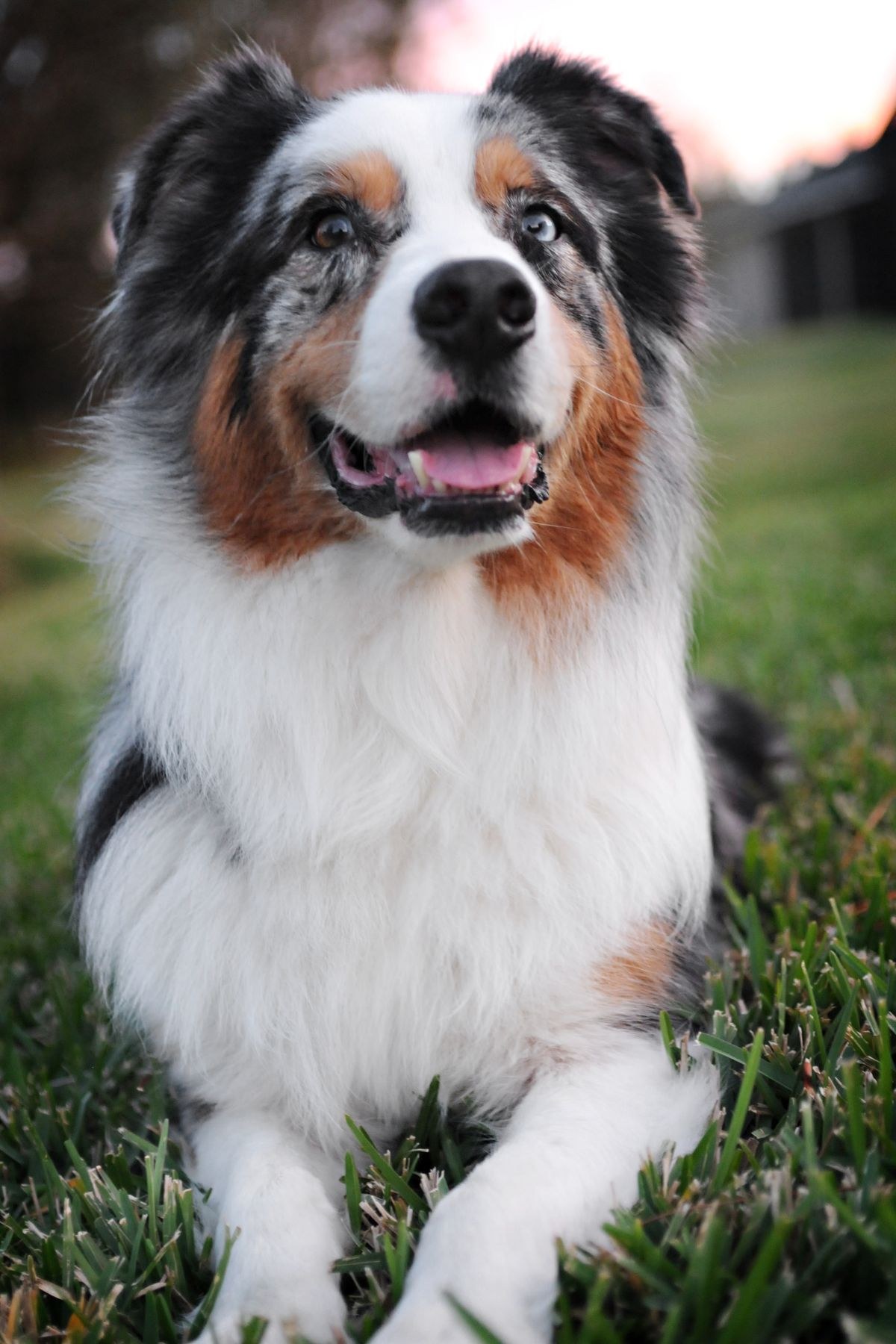 Australian Shepherd