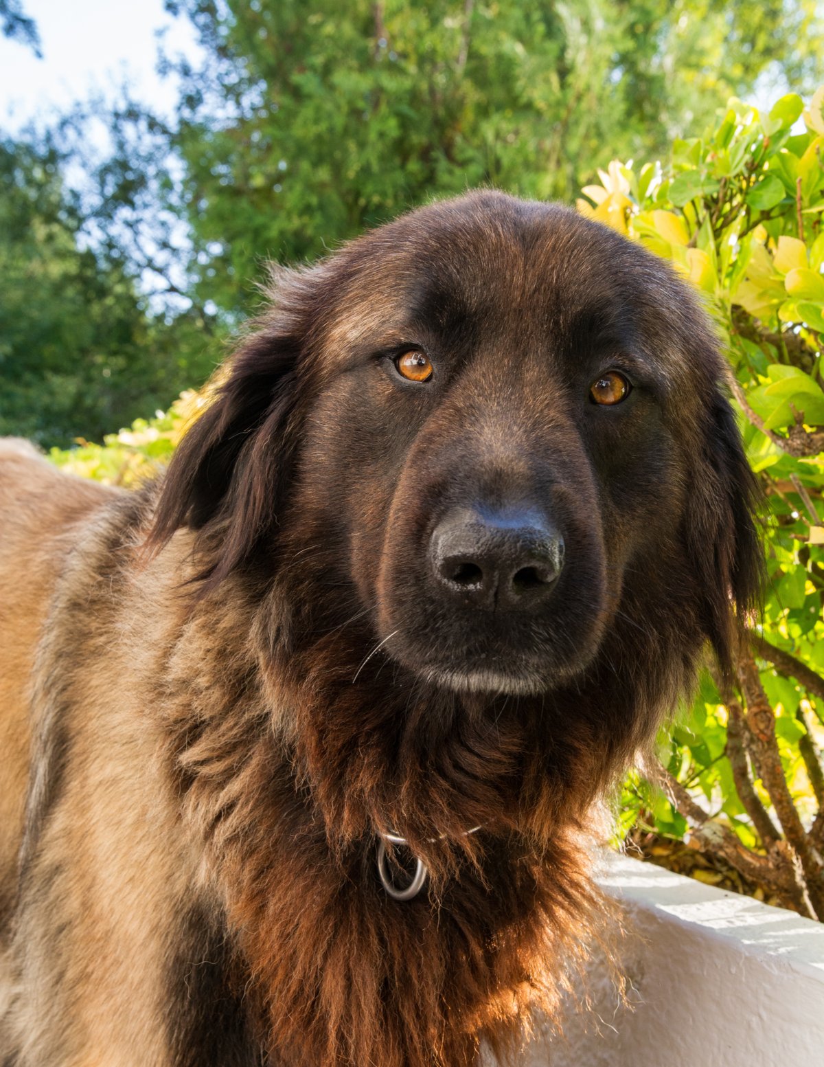 Estrela Mountain Dog