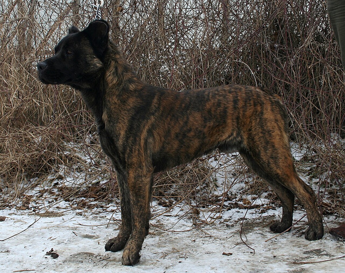Azores Cattle Dog