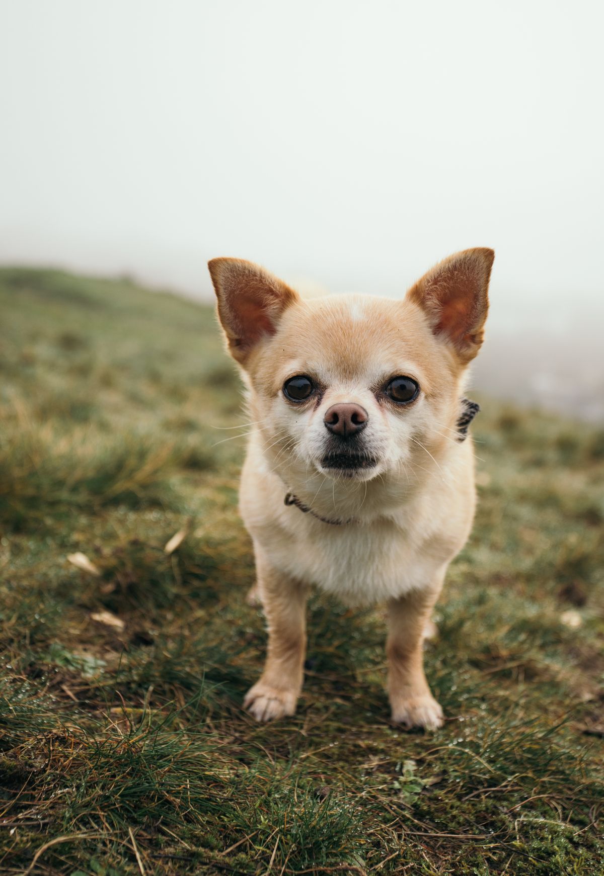 Chihuahua