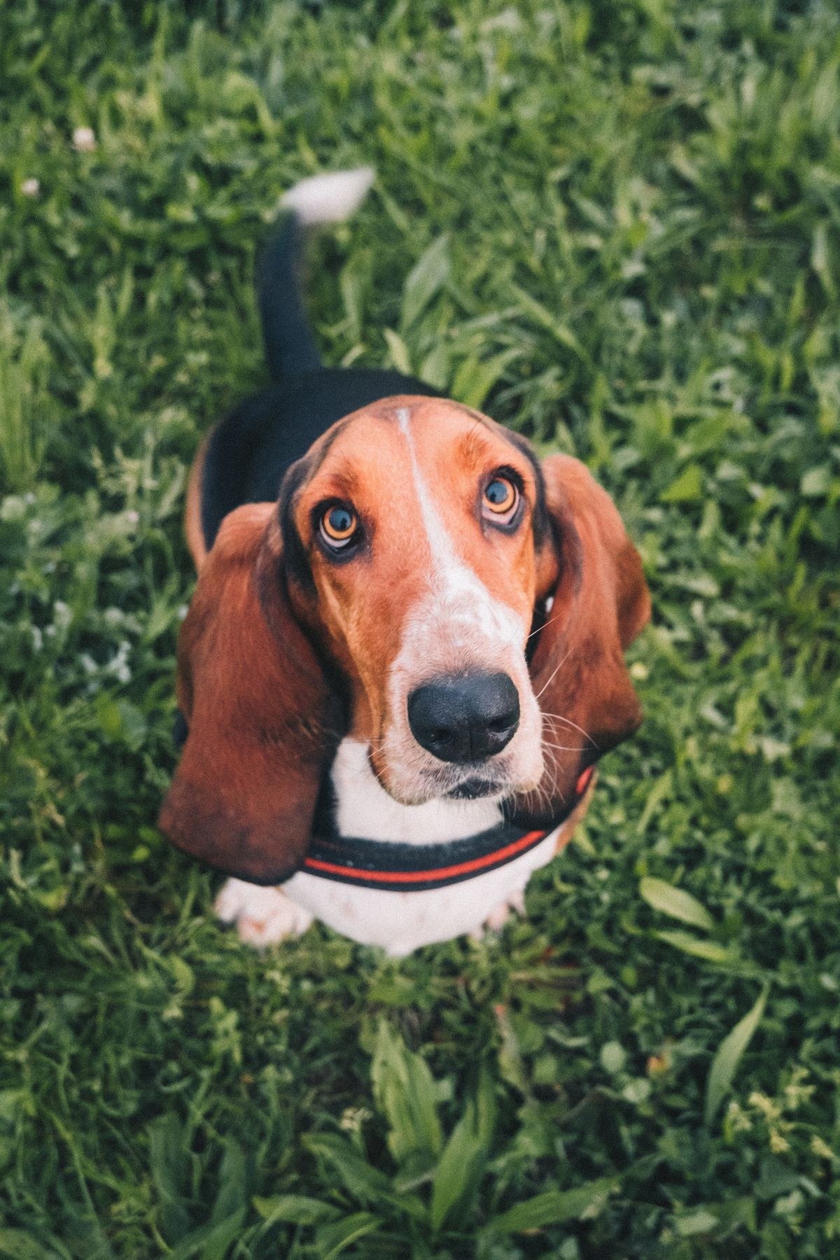 Basset Hound