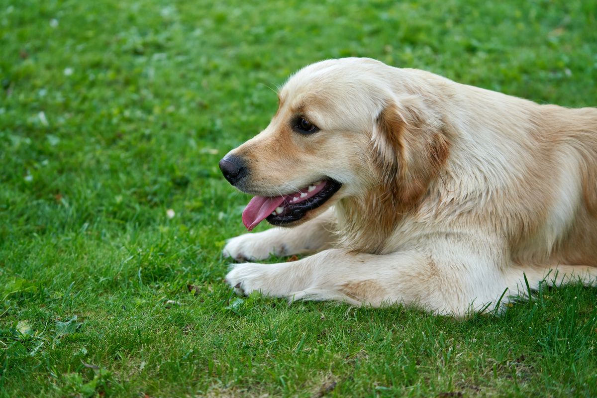 Golden Retriever