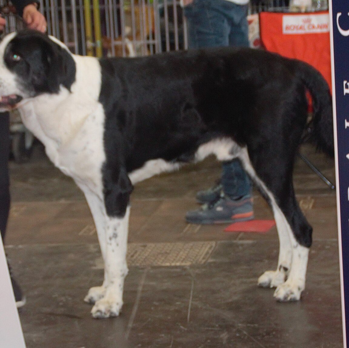 Transmontano Mastiff