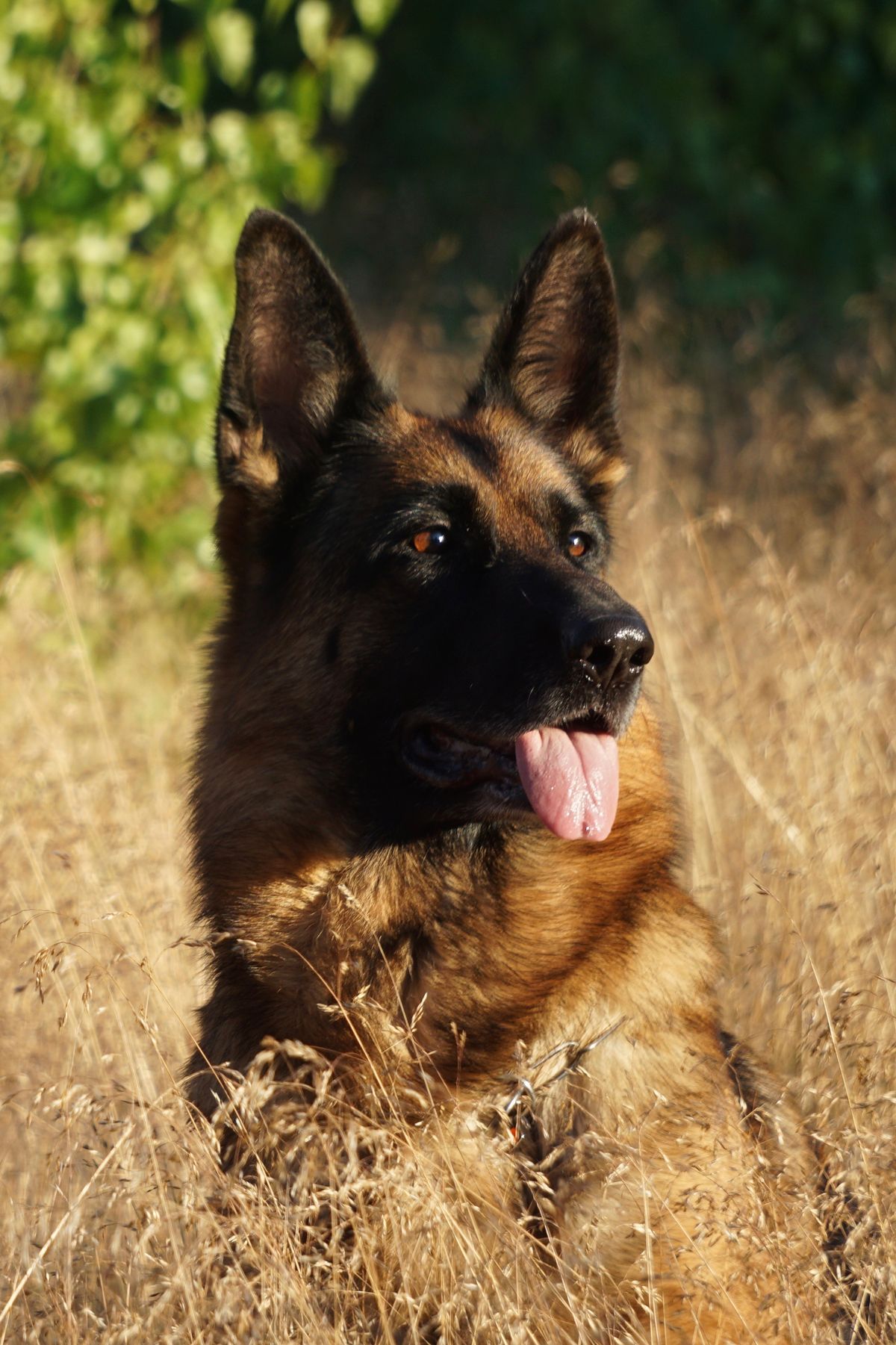 German Shepherd