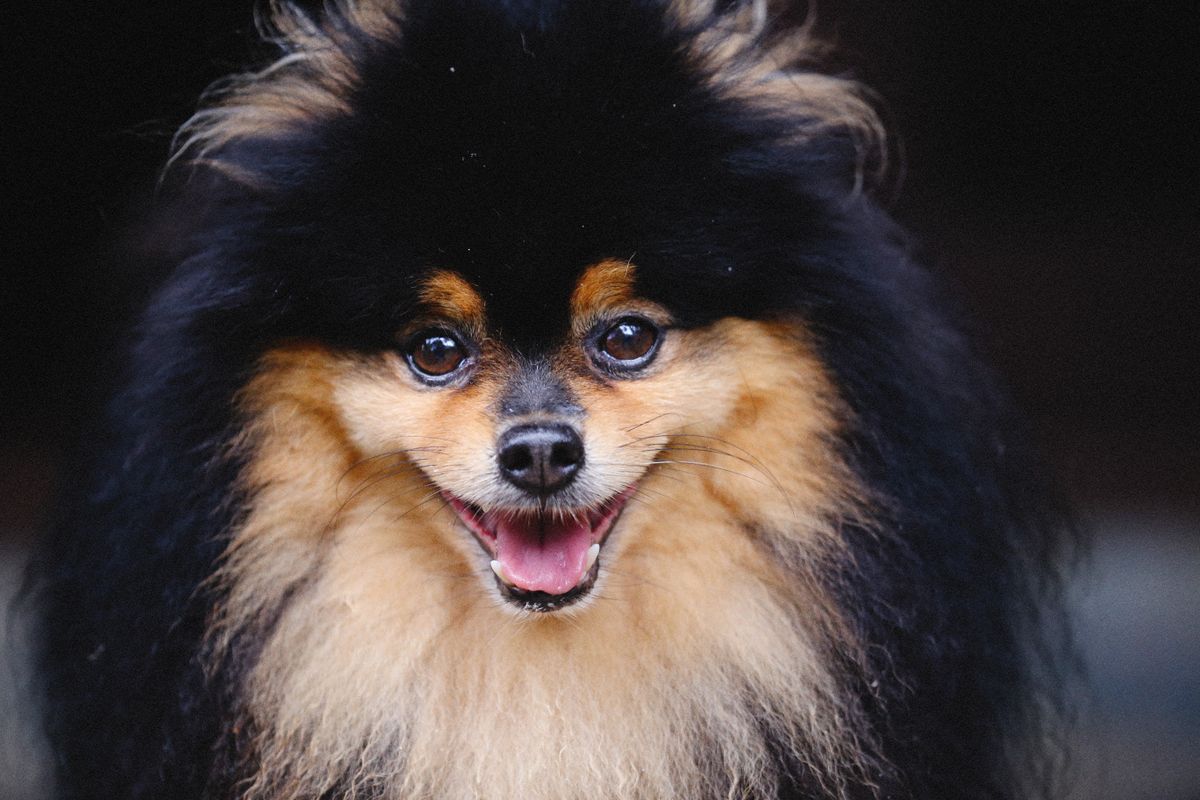 Pomeranian