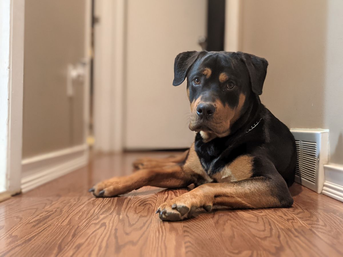 Rottweiler