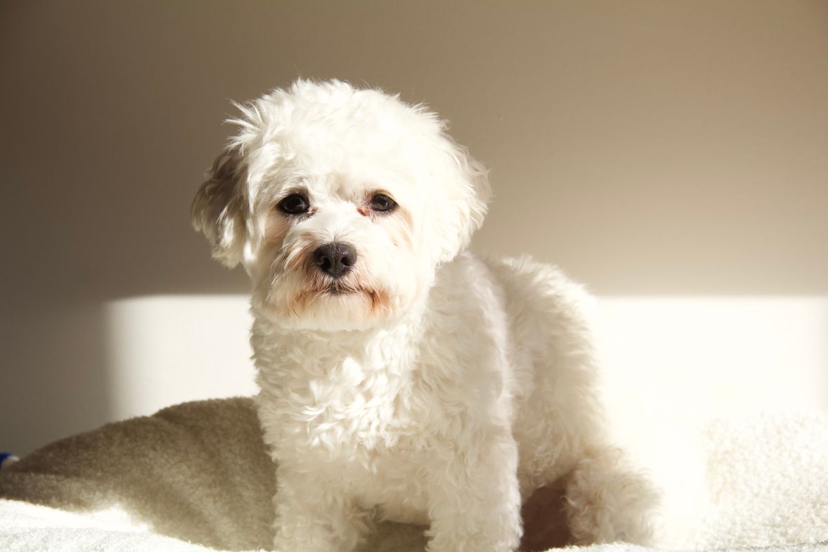 Bichon Frise