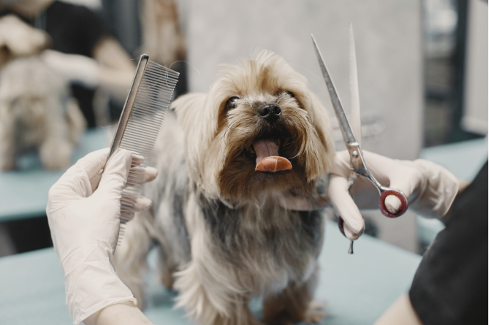 Pet Grooming