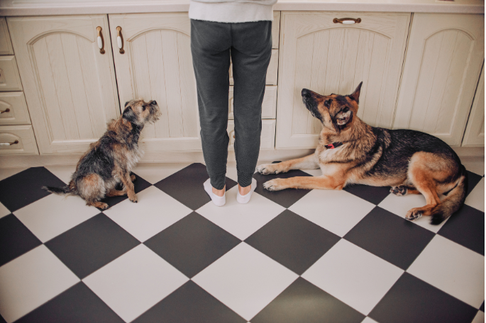 Pet Food
