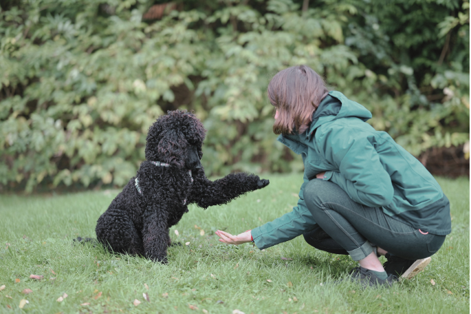 Pet Training