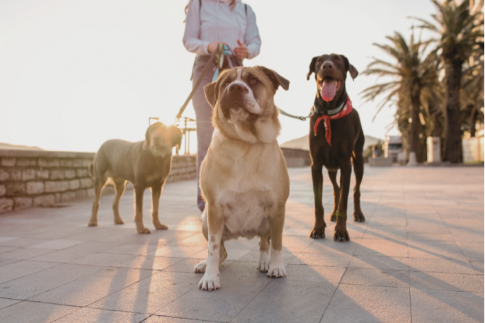 Dog Walking