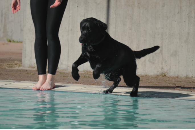Pet Wellness